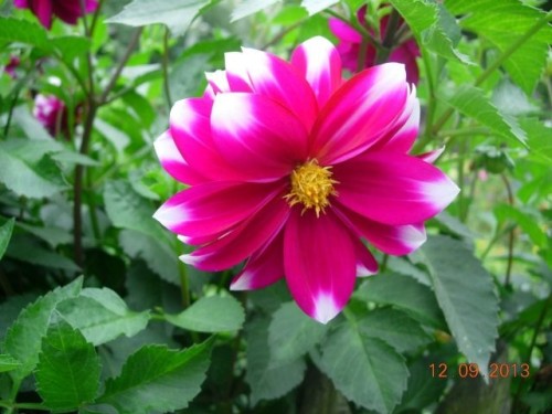 obr_786_0029.jpg